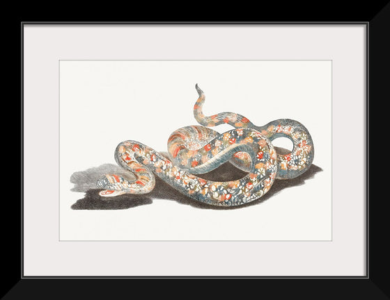 "A Snake", Johan Teyler