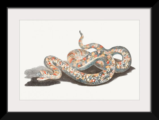 "A Snake", Johan Teyler