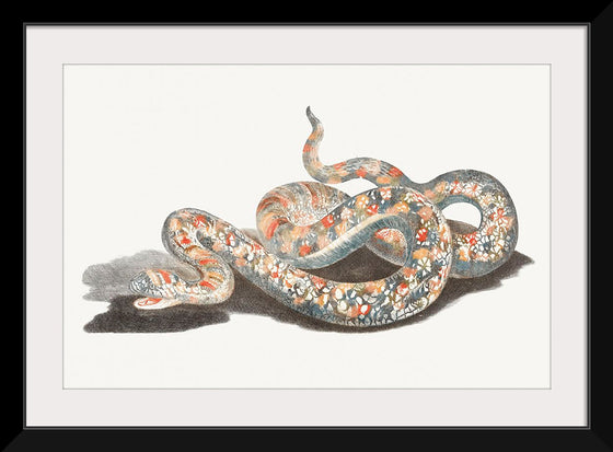 "A Snake", Johan Teyler