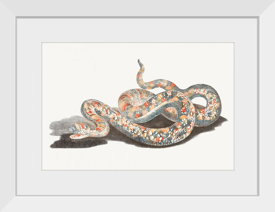 "A Snake", Johan Teyler