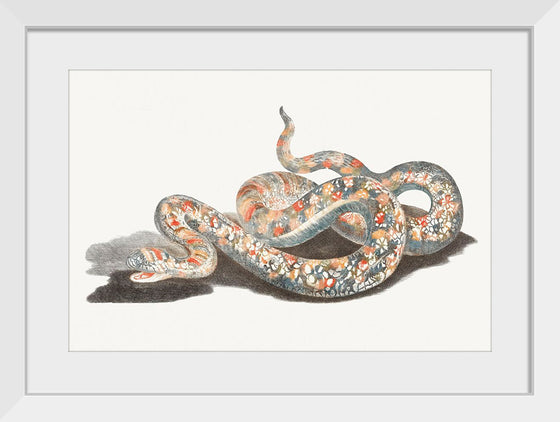 "A Snake", Johan Teyler