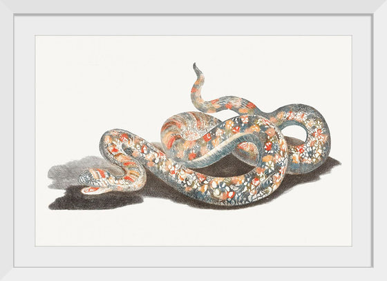 "A Snake", Johan Teyler