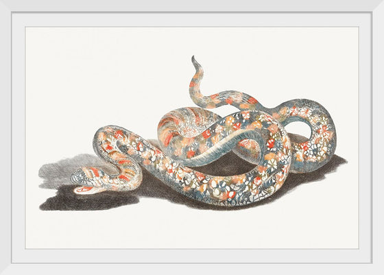 "A Snake", Johan Teyler