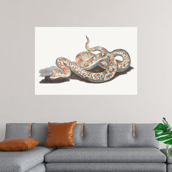 "A Snake", Johan Teyler