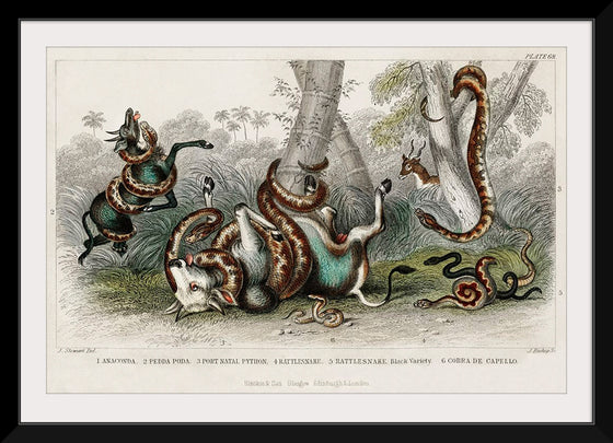 "Anaconda, Pedda Poda, Port Nata, Python, Rattlesnake, Rattlesnake Black Variety, and Cobra de Capello", Oliver Goldsmith