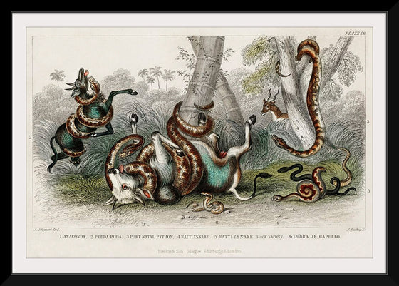 "Anaconda, Pedda Poda, Port Nata, Python, Rattlesnake, Rattlesnake Black Variety, and Cobra de Capello", Oliver Goldsmith