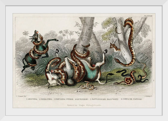 "Anaconda, Pedda Poda, Port Nata, Python, Rattlesnake, Rattlesnake Black Variety, and Cobra de Capello", Oliver Goldsmith