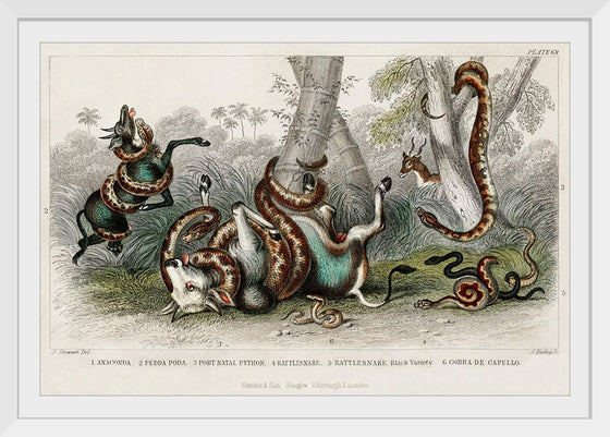 "Anaconda, Pedda Poda, Port Nata, Python, Rattlesnake, Rattlesnake Black Variety, and Cobra de Capello", Oliver Goldsmith