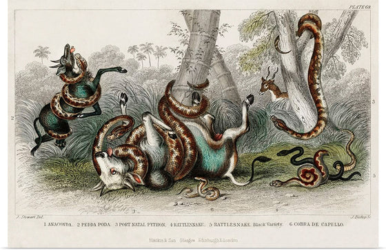 "Anaconda, Pedda Poda, Port Nata, Python, Rattlesnake, Rattlesnake Black Variety, and Cobra de Capello", Oliver Goldsmith