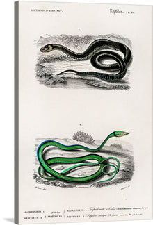  Immerse yourself in the enigmatic allure of “Grass Snake and the Green Vine Snake (1892)” by Dessalines D’Orbigny. This exquisite print captures the intricate details and mesmerizing forms of two distinct snake species, rendered with impeccable skill. 