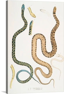  “Bengal and Lozenge Snake” by John Edward Gray is a captivating fusion of artistry and scientific precision. This intricate masterpiece celebrates the enigmatic grace of serpentine creatures, meticulously rendering every scale, curve, and color. The two prominent snakes—one adorned with lozenges, the other flaunting Bengal stripes—invite viewers into a mesmerizing visual journey.