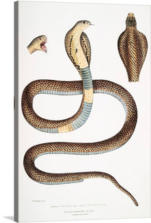  Cobra Capella is an illustration of a snake from the book “Illustrations of Indian Zoology” by John Edward Gray, a British zoologist. The illustration depicts a banded cobra (Naia tripudians), a venomous snake found in India and Southeast Asia 12. The illustration’s intricate details and vivid colors make it a stunning piece of art that would be perfect for any animal lover or collector.