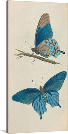  "Descriptions of the Insects of North America" by Thomas Say is a stunning and vibrant print that would make a beautiful addition to any home or office. The print features a delicate blue butterfly perched on a slender branch and a blue butterfly with its wings spread wide.