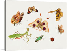  This print is a beautiful collection of Chinese insect drawings from the 18th century. The print features four butterflies, a moth, praying mantis and two insects, all intricately drawn and colored. The print is an original from The Smithsonian Institution. The artwork would make a great addition to any art collection or as a unique piece of home decor. The print is available for purchase as a high-quality print.