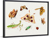 "Chinese Insect Drawing of Four Butterflies, a Moth, Praying Mantis and Two Insects"