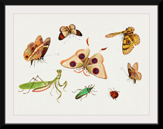 "Chinese Insect Drawing of Four Butterflies, a Moth, Praying Mantis and Two Insects"