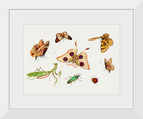 "Chinese Insect Drawing of Four Butterflies, a Moth, Praying Mantis and Two Insects"