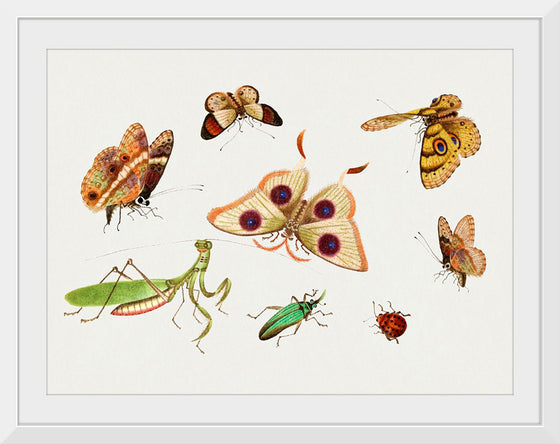 "Chinese Insect Drawing of Four Butterflies, a Moth, Praying Mantis and Two Insects"