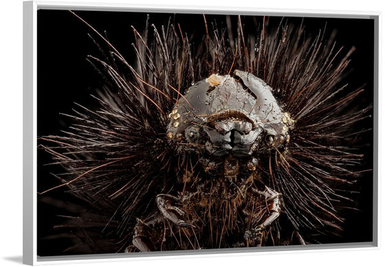"Dried Up Old Giant Leopard Moth Caterpillar"