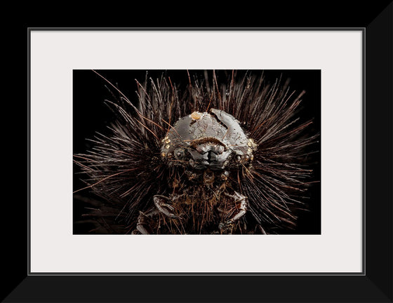 "Dried Up Old Giant Leopard Moth Caterpillar"