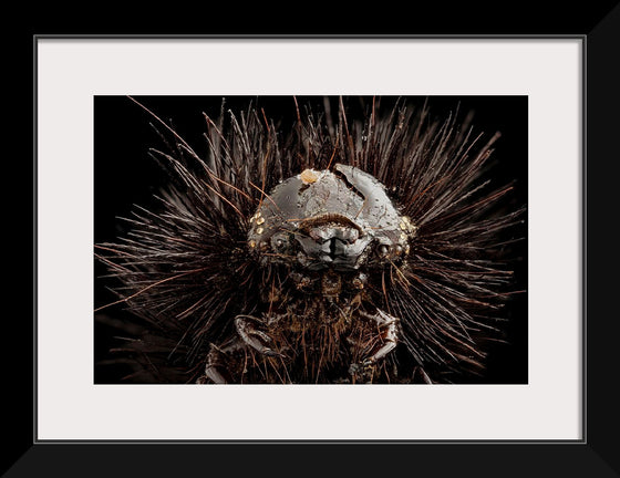 "Dried Up Old Giant Leopard Moth Caterpillar"