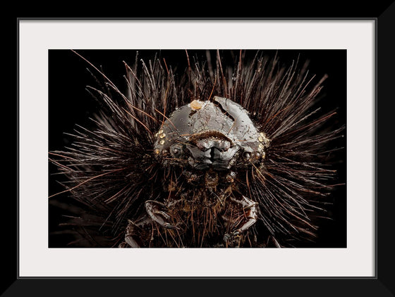 "Dried Up Old Giant Leopard Moth Caterpillar"