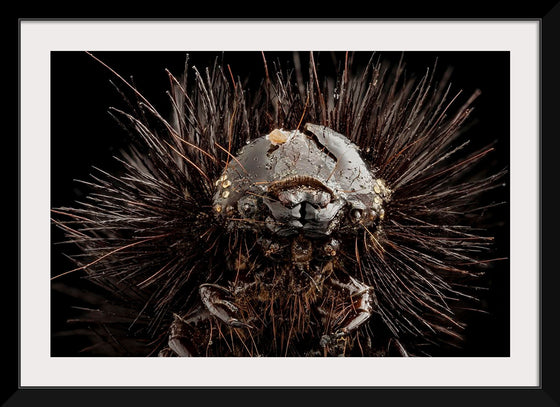 "Dried Up Old Giant Leopard Moth Caterpillar"