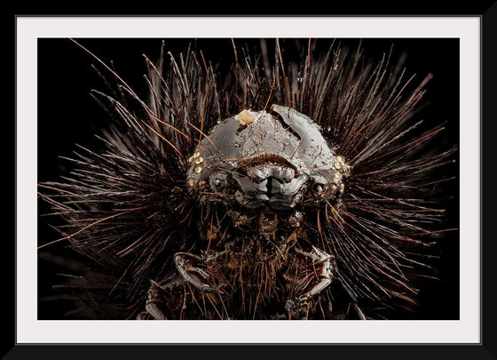 "Dried Up Old Giant Leopard Moth Caterpillar"