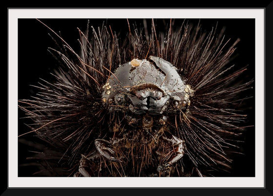 "Dried Up Old Giant Leopard Moth Caterpillar"