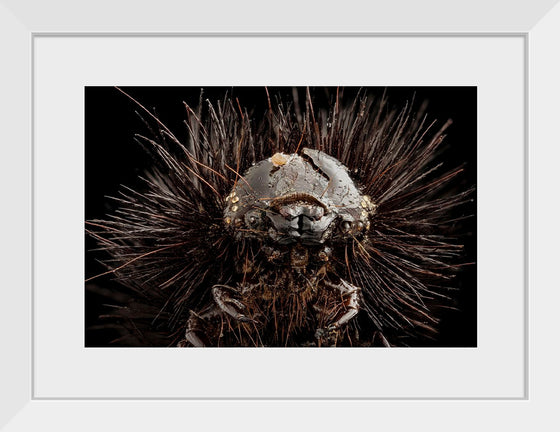 "Dried Up Old Giant Leopard Moth Caterpillar"