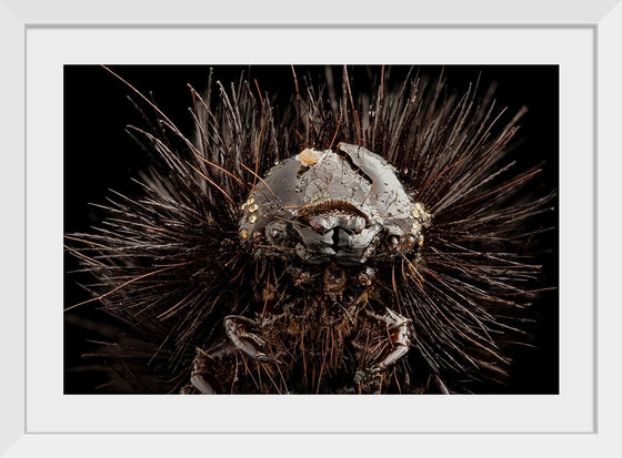 "Dried Up Old Giant Leopard Moth Caterpillar"