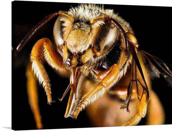 “Greek Bee” is a stunning print that captures the intricate beauty and detail of a bee in mid-flight. The artwork is a close-up view of a bee, with every strand of hair, the glistening eyes, and delicate wings rendered with astonishing clarity.