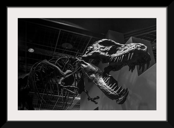 "T-rex skeleton"