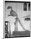 "Hadrosaurus Skeleton Model"
