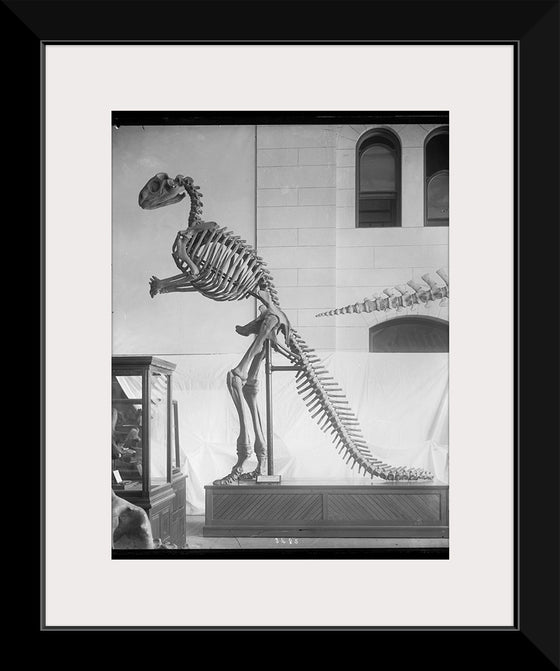 "Hadrosaurus Skeleton Model"