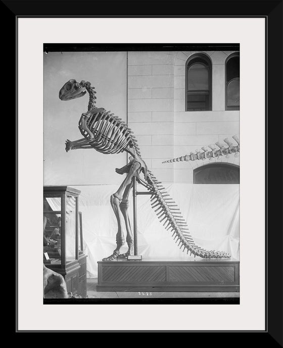 "Hadrosaurus Skeleton Model"