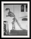 "Hadrosaurus Skeleton Model"