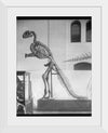 "Hadrosaurus Skeleton Model"