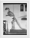 "Hadrosaurus Skeleton Model"