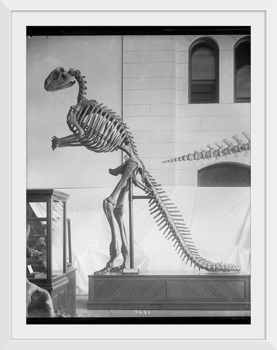 "Hadrosaurus Skeleton Model"