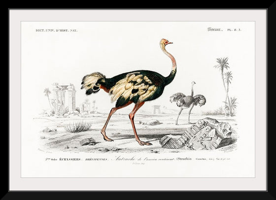 "Struthio (Autruche de Lancien Continent)(1806-1876)", Charles Dessalines D' Orbigny