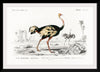 "Struthio (Autruche de Lancien Continent)(1806-1876)", Charles Dessalines D' Orbigny