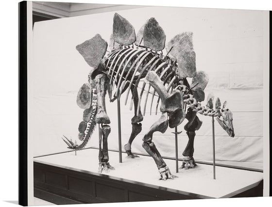 Step into a world where history and art converge, with our exclusive “Vertebrate Fossil Exhibit” print. This captivating piece showcases the majestic structure of a prehistoric creature, meticulously preserved and presented in stunning detail. 
