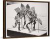 "Vertebrate Fossil Exhibit"