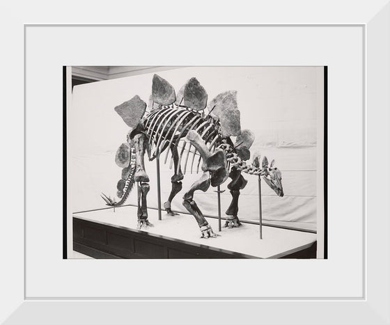 "Vertebrate Fossil Exhibit"