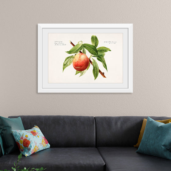 "Peach bough (Prunus Persica)(1918)", Royal Charles Steadman