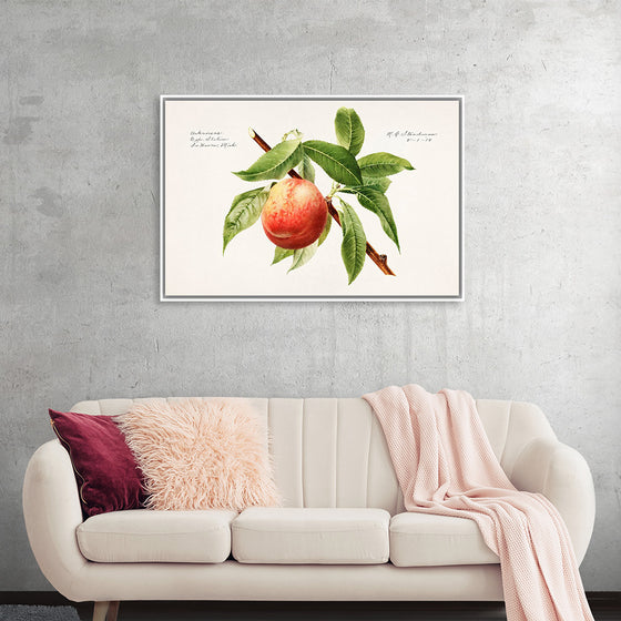 "Peach bough (Prunus Persica)(1918)", Royal Charles Steadman