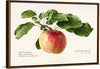 "Apple (Malus Domestica)(1919)", Royal Charles Steadman
