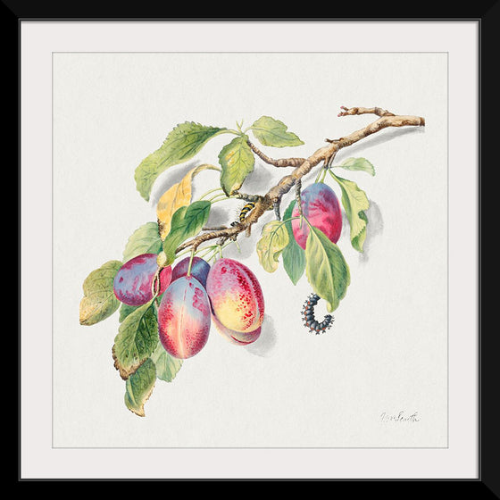"The 18th Century Illustration of a Branch with a Cluster of Ripe Plums and Caterpillars"