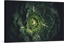  This stunning close-up photograph of a cabbage captures the beauty and complexity of this humble vegetable. The cabbage is shown in all its leafy glory, with its delicate veins, vibrant colors, and intricate textures. The photographer's use of lighting and composition creates a sense of intimacy and wonder. The cabbage appears to glow from within, and its intricate details are revealed in sharp focus.